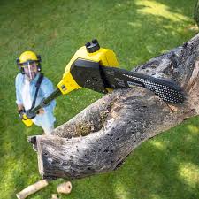 Best Tree Risk Assessment  in Wheaton, MN