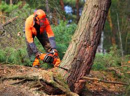 Best Tree and Shrub Care  in Wheaton, MN