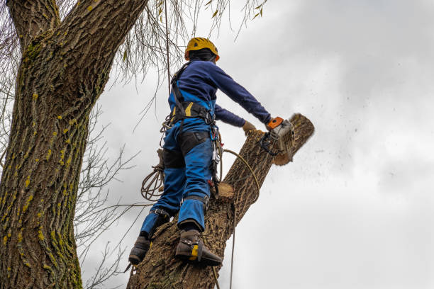 Best Tree Maintenance Programs  in Wheaton, MN