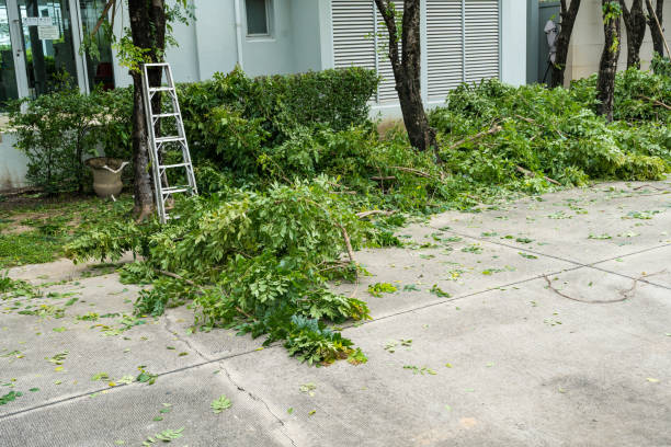 Best Leaf Removal  in Wheaton, MN