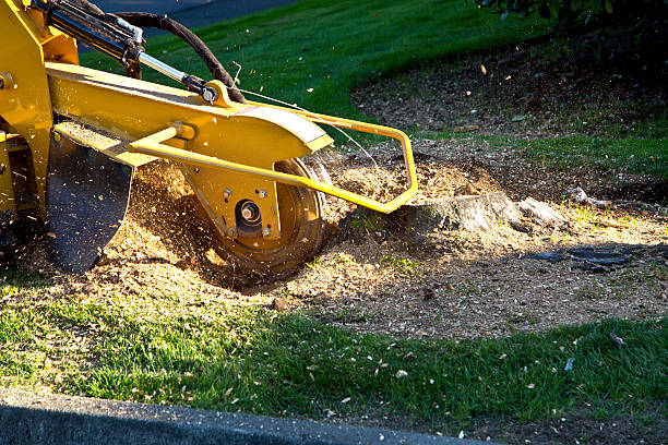 Best Hazardous Tree Removal  in Wheaton, MN