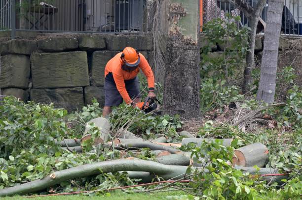 How Our Tree Care Process Works  in  Wheaton, MN