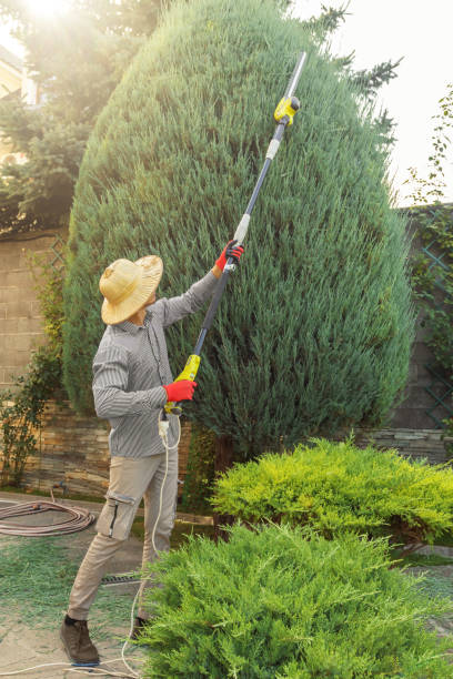 Best Tree Preservation Services  in Wheaton, MN