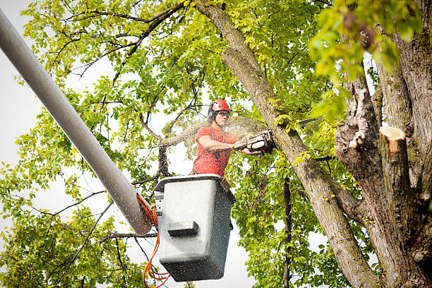 Best Tree Cabling and Bracing  in Wheaton, MN